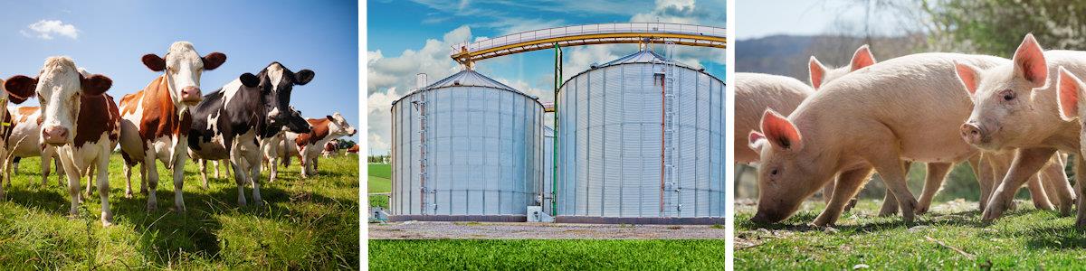 grain and livestock hedging